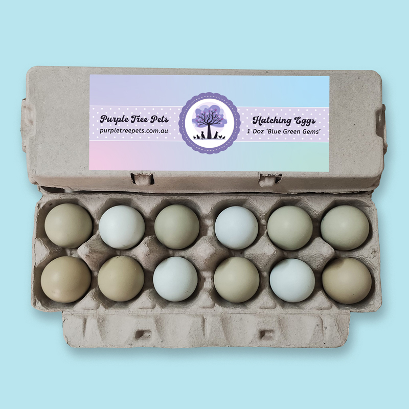 Fertile Chicken Eggs - Free Range Blue & Green Layers