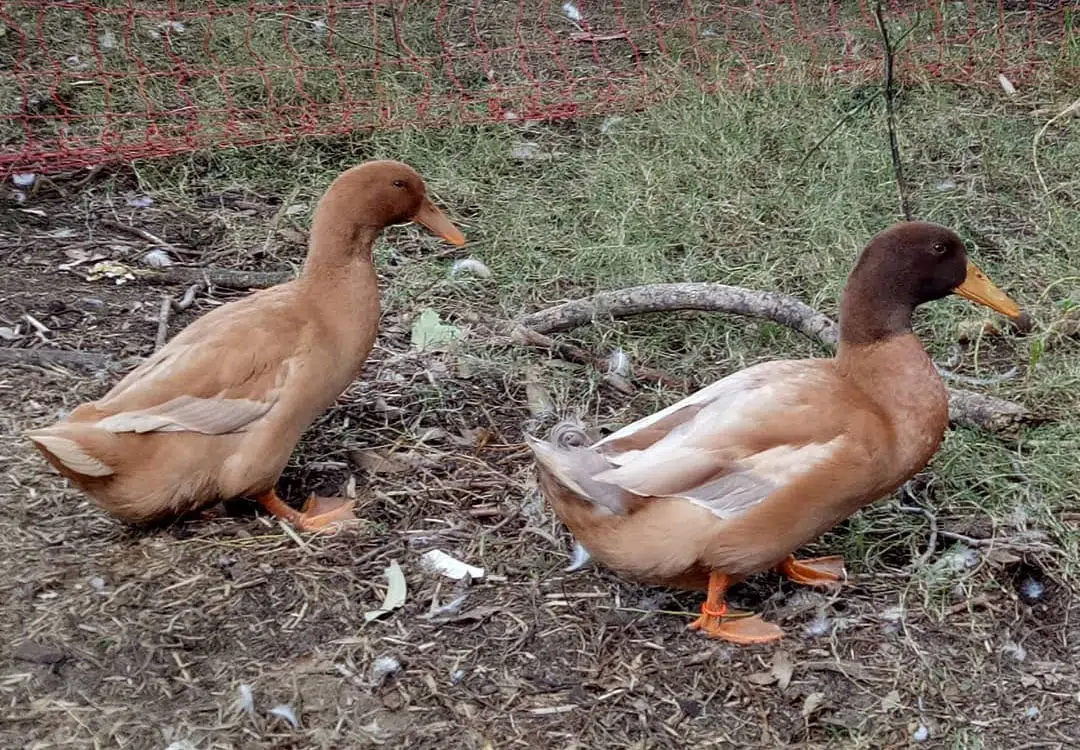 Buff Duck