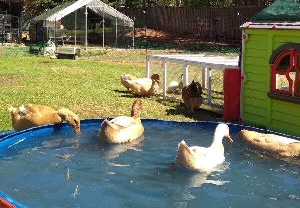 Buff duck care - Purple Tree Pet Services