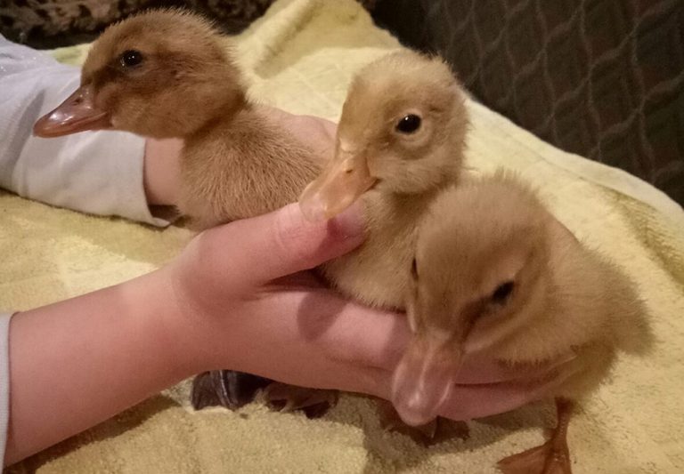 Duckling care