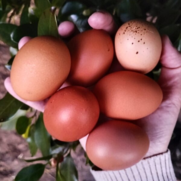 Fertile Chicken Eggs - Dark Brown Layers - Image 5