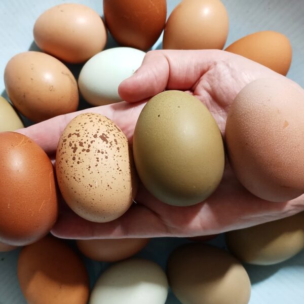 Fertile Chicken Eggs - Rainbow Layers - Image 7