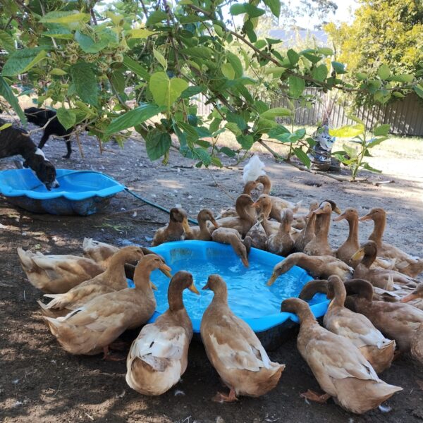 Fertile Buff Orpington Duck Eggs - Image 2