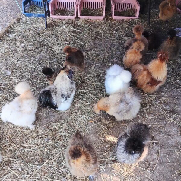 Fertile Chicken Eggs - Chinese Silkies - Image 5