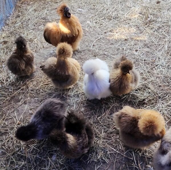 Fertile Chicken Eggs - Chinese Silkies - Image 4
