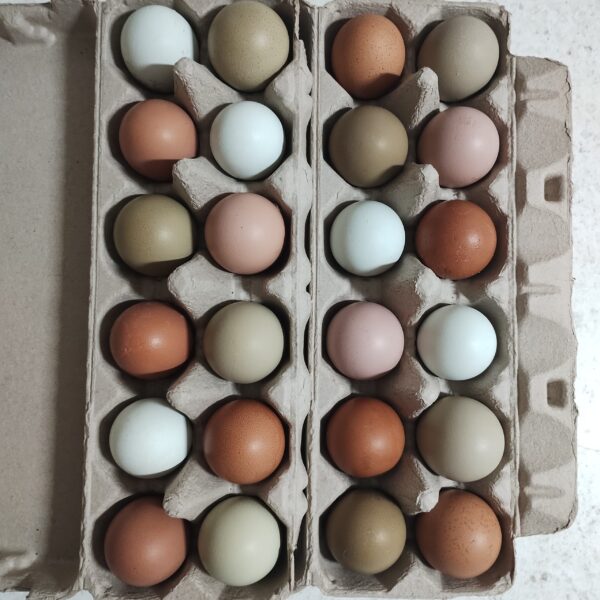 Fertile Chicken Eggs - Rainbow Layers - Image 3