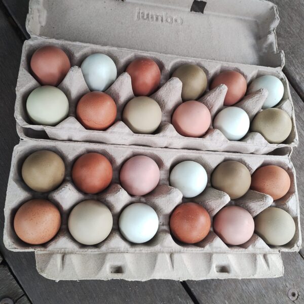 Fertile Chicken Eggs - Rainbow Layers - Image 2