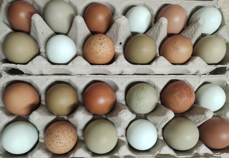 Posting hatching eggs