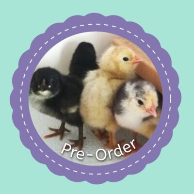 Rainbow Layer Chicks (Pre-Order)