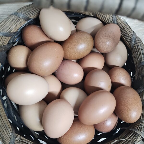 IMG_20240721_184230368~2