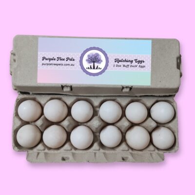Fertile Buff Orpington Duck Eggs