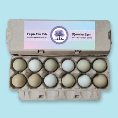 Fertile Chicken Eggs - Blue Green Layers