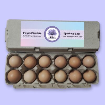 Fertile Chicken Eggs - Barnyard Mix
