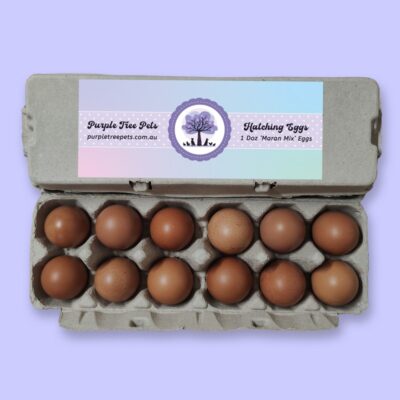 Fertile Chicken Eggs - Dark Brown Layers