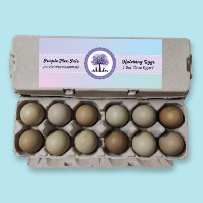 Fertile Chicken Eggs - Olive Eggers