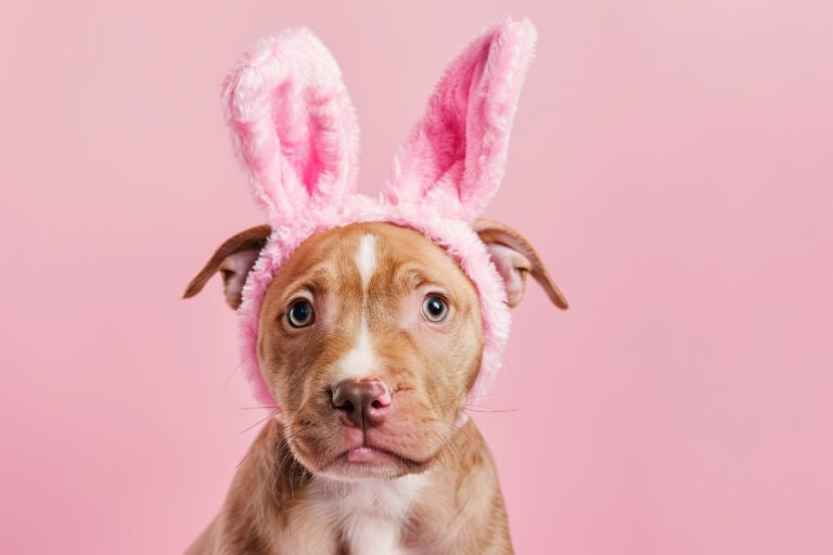 Pet safety at Easter time