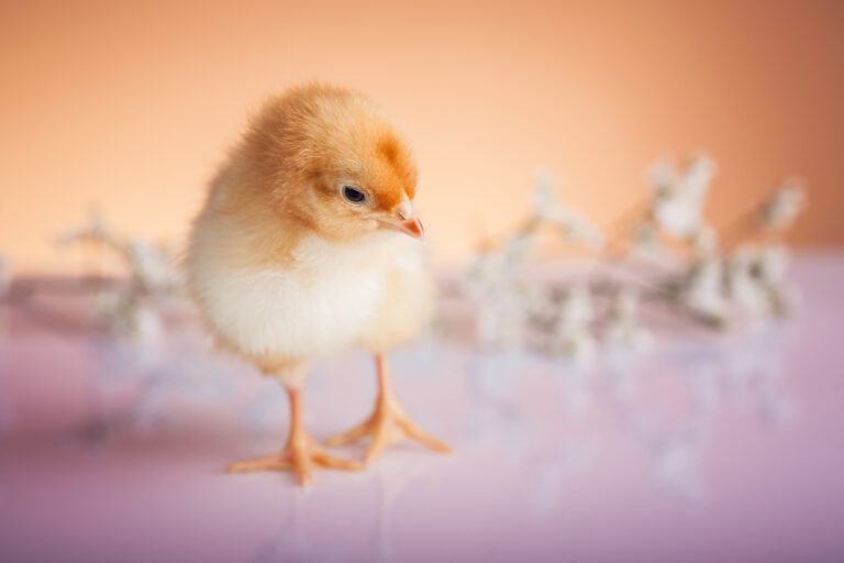 Raising baby chicks