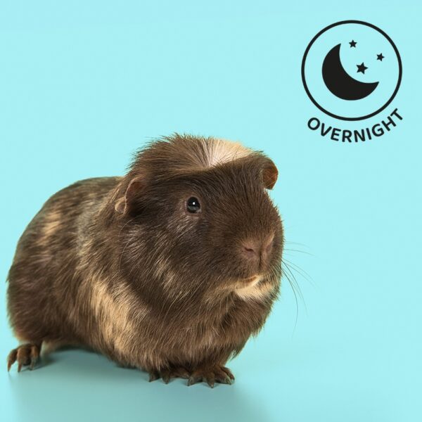 Service Booking: Small Pet Overnight Stay - Image 2