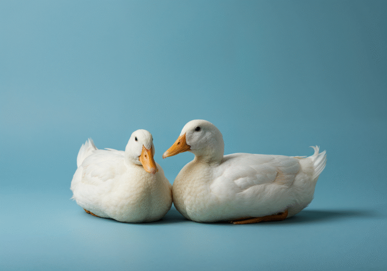 Caring for pet ducks