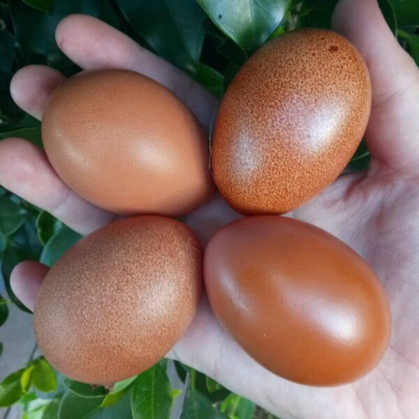 Fertile Chicken Eggs - Dark Brown Layers - Image 2