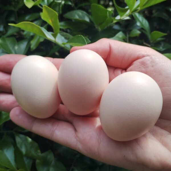 Fertile Chicken Eggs - Chinese Silkies - Image 3