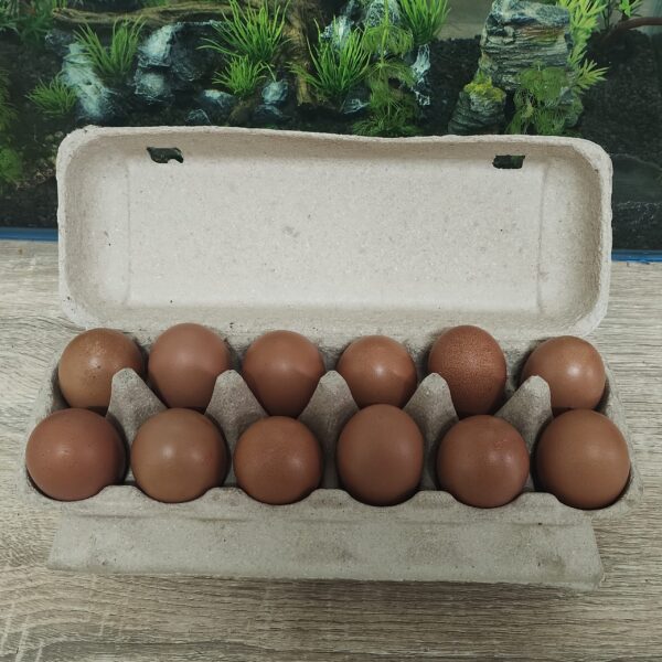 Fertile Chicken Eggs - Dark Brown Layers - Image 3