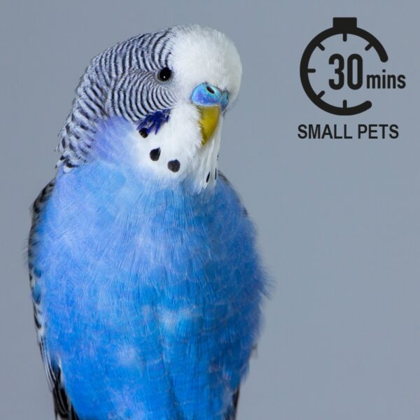 Service Booking: Small Pet House Visit (Drop-In)