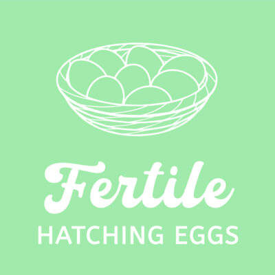 Fertile Eggs