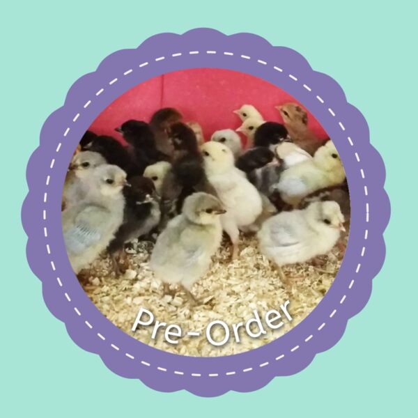 Olive Egg Layer Chicks (Pre-Order)