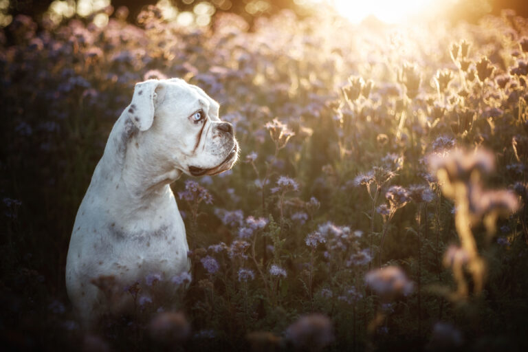 Planning for your pet’s passing