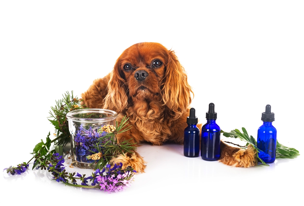 Aromatherapy for pets
