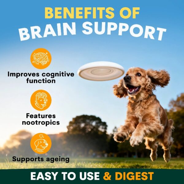 Dog-BrainSupport-02
