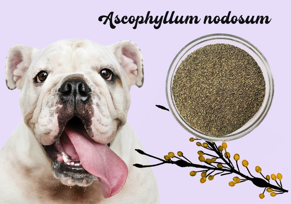 Supplement Spotlight : Ascophyllum nodosum
