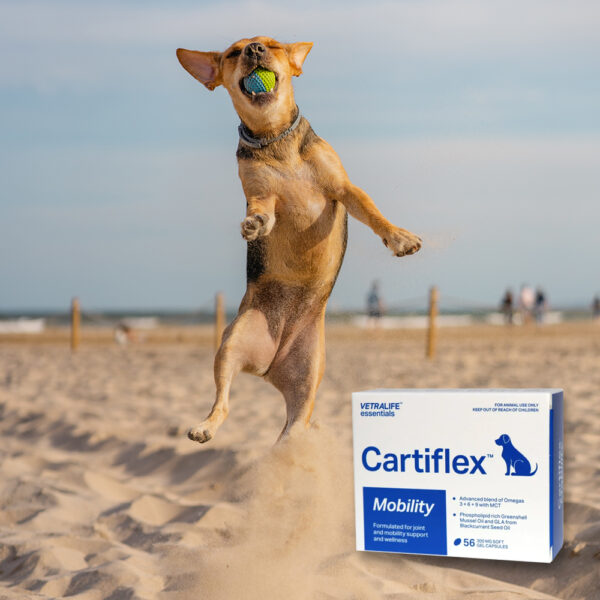 dog-beach-cartiflex