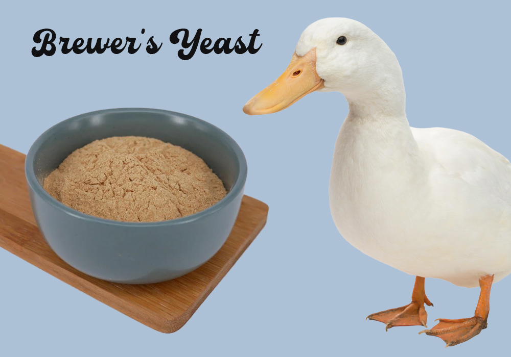 Supplement Spotlight: Brewer’s Yeast