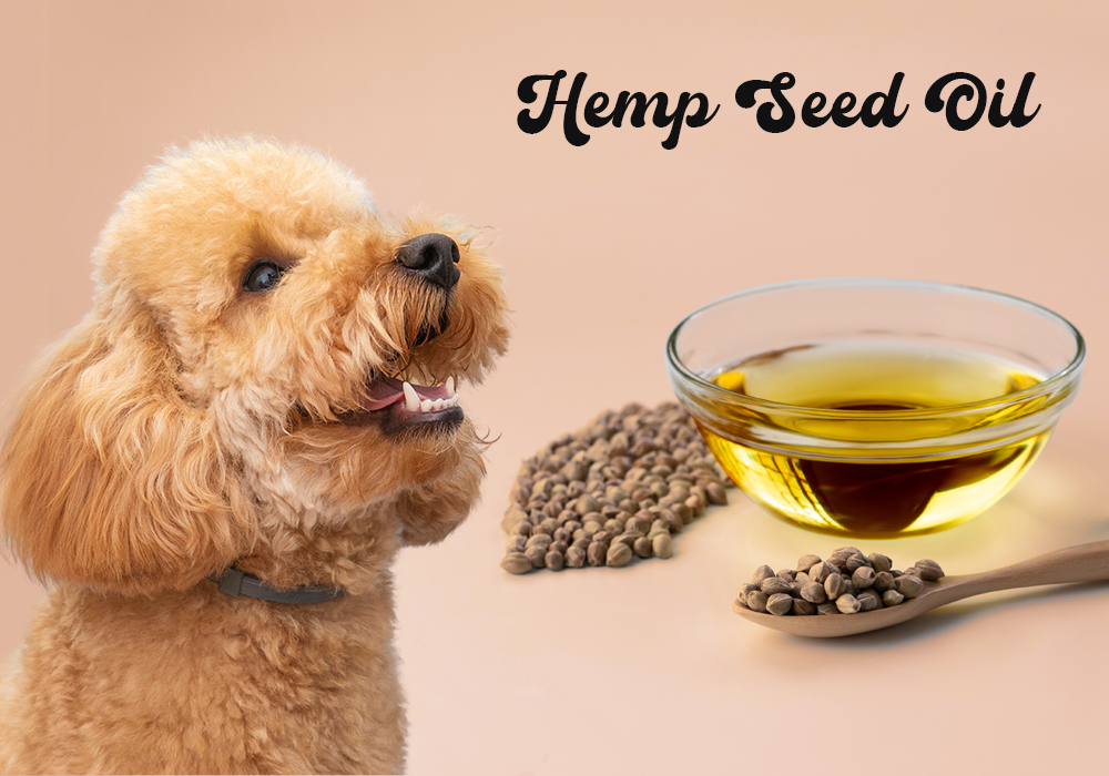 Supplement Spotlight: Hemp Seed Oil