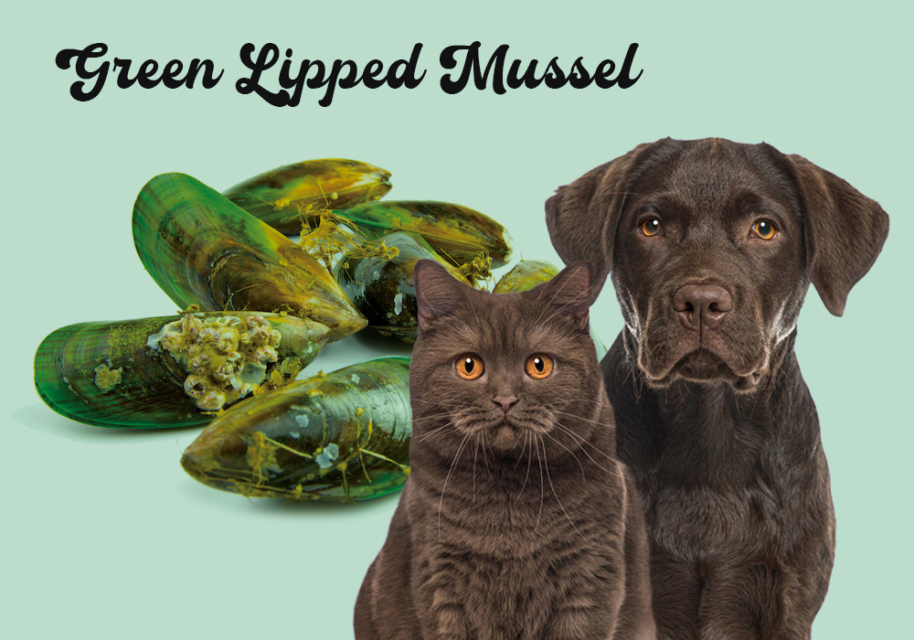 Supplement Spotlight: Green Lipped Mussel