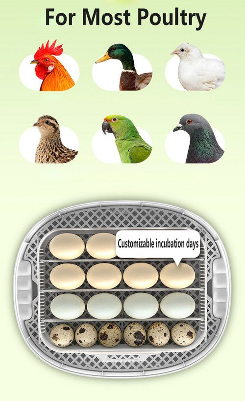 Automatic Egg Incubator 16-30 Eggs - Image 8