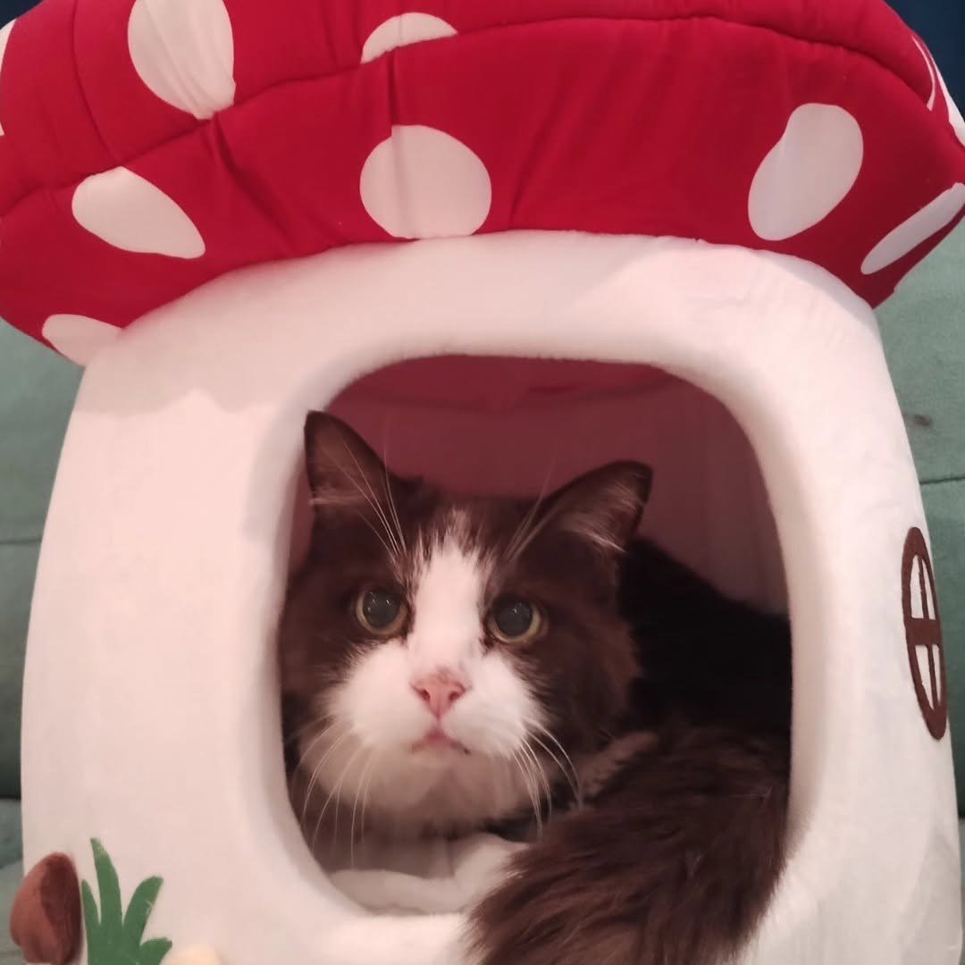 Mushroom Cat Bed