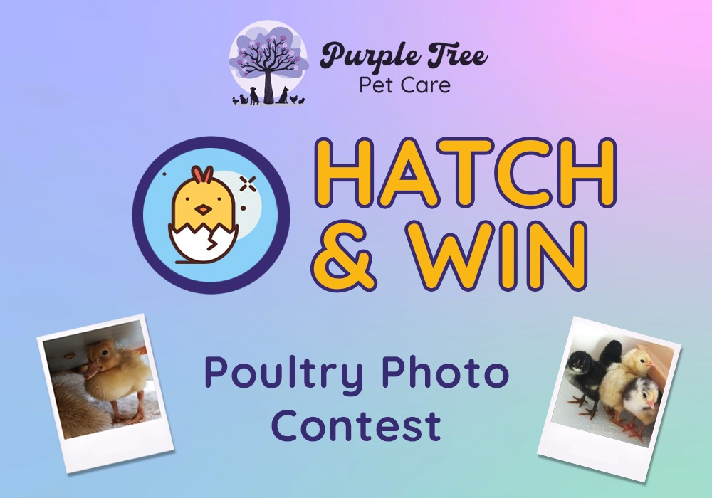 Hatch & Win Poultry Photo Contest