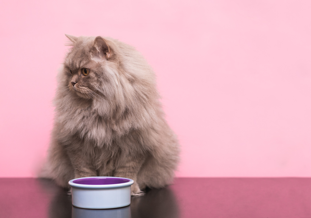 Digestive Health In Pets