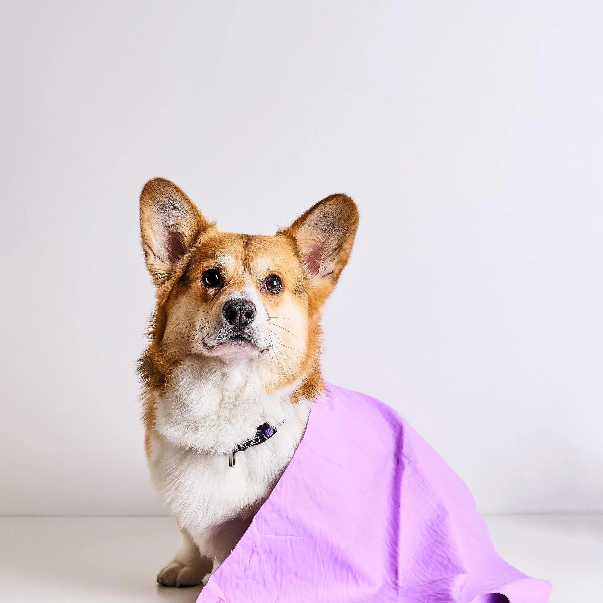 U Groom – Dog Drying Towel - Image 2
